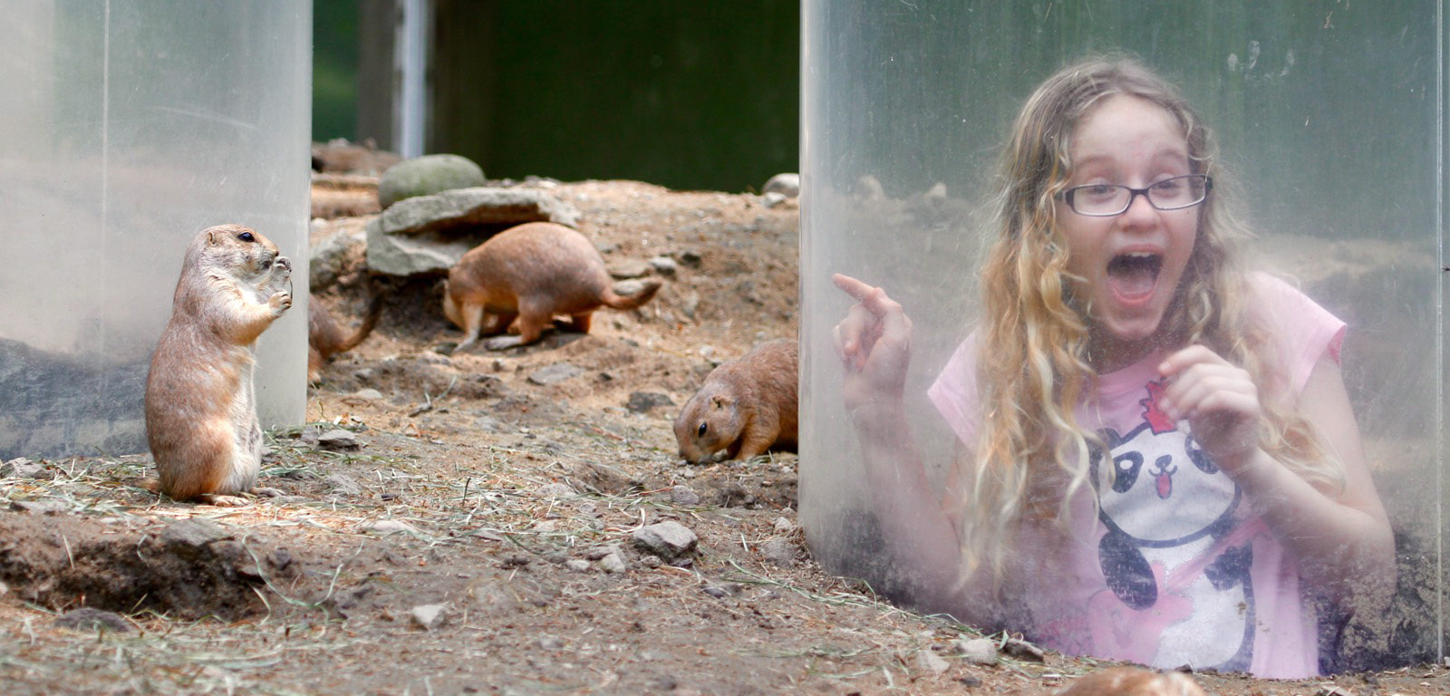 Child in Prairie Dog Tunnel surrounded by prairie dogs