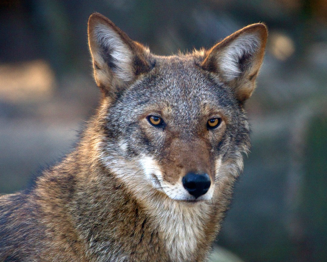 Red Wolf - Connecticut's Beardsley Zoo