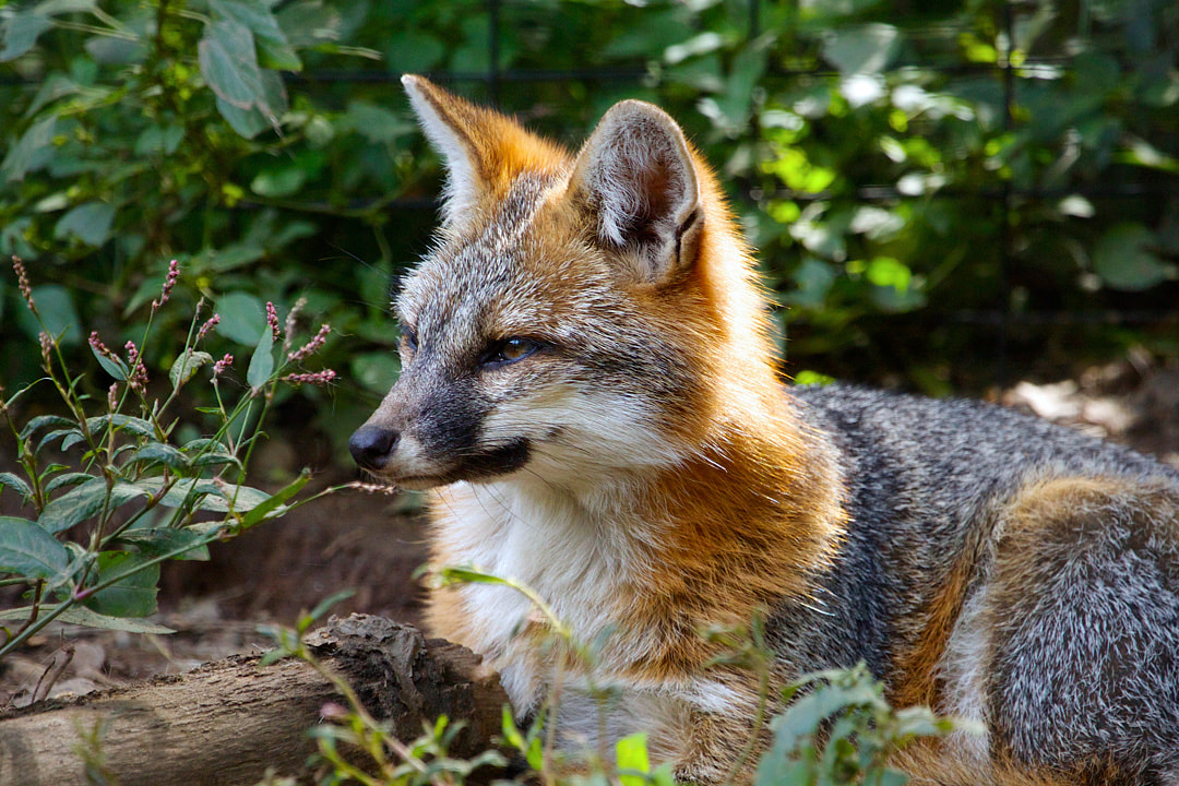 Gray Fox - Connecticut's Beardsley Zoo