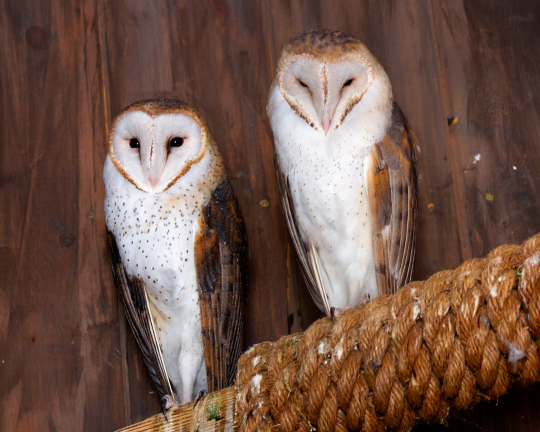Barn Owl - Connecticut's Beardsley Zoo