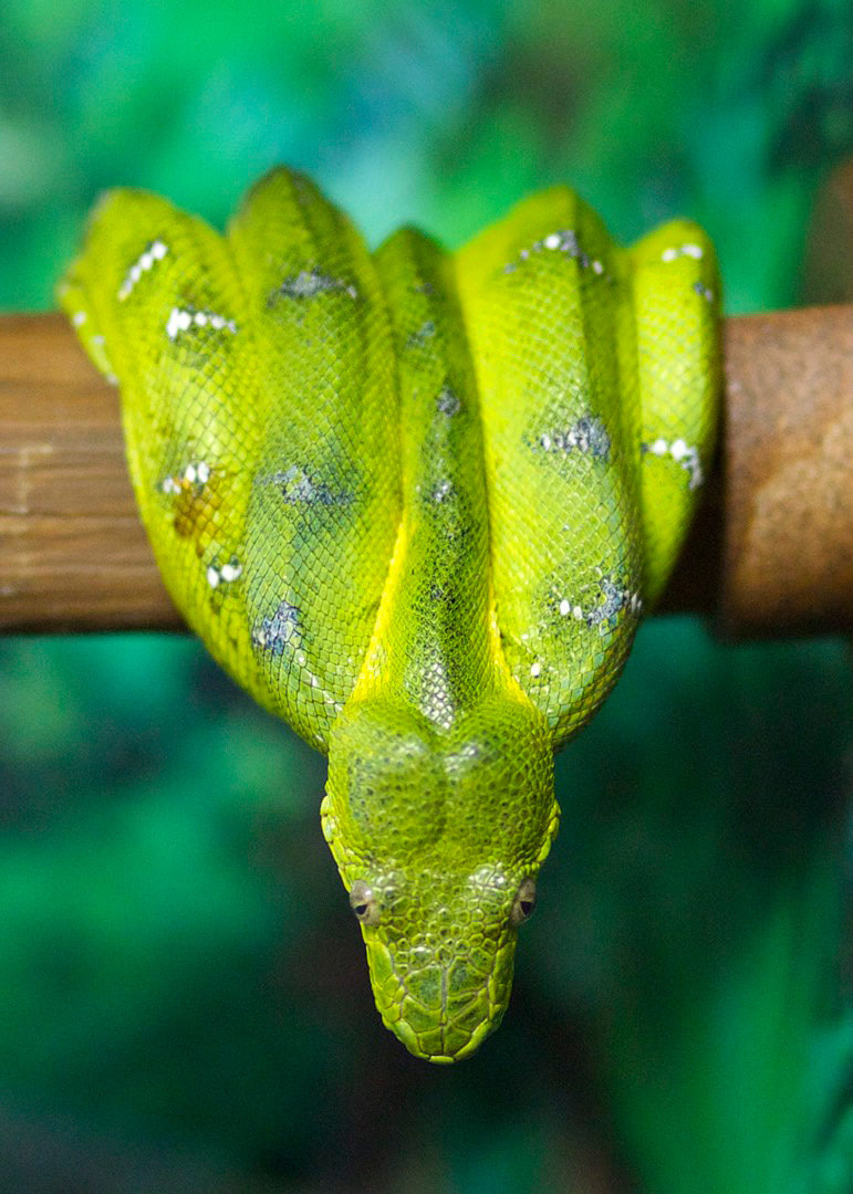 Emerald Tree Boa - Connecticut's Beardsley Zoo