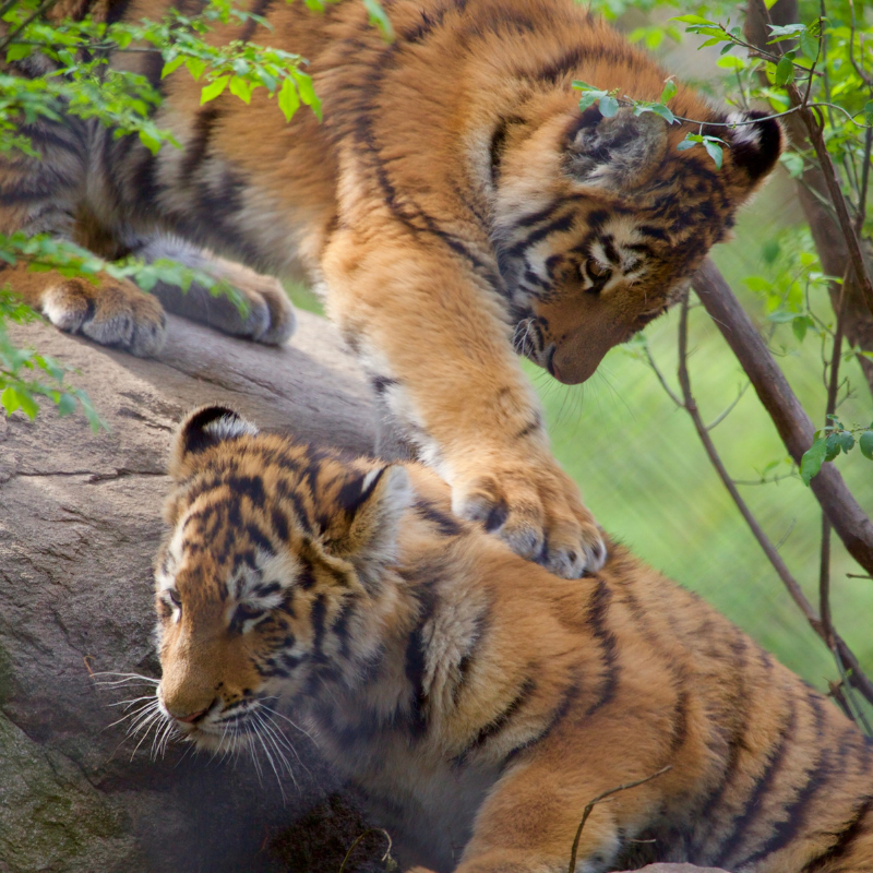 Amur tigers Reka and Zeya