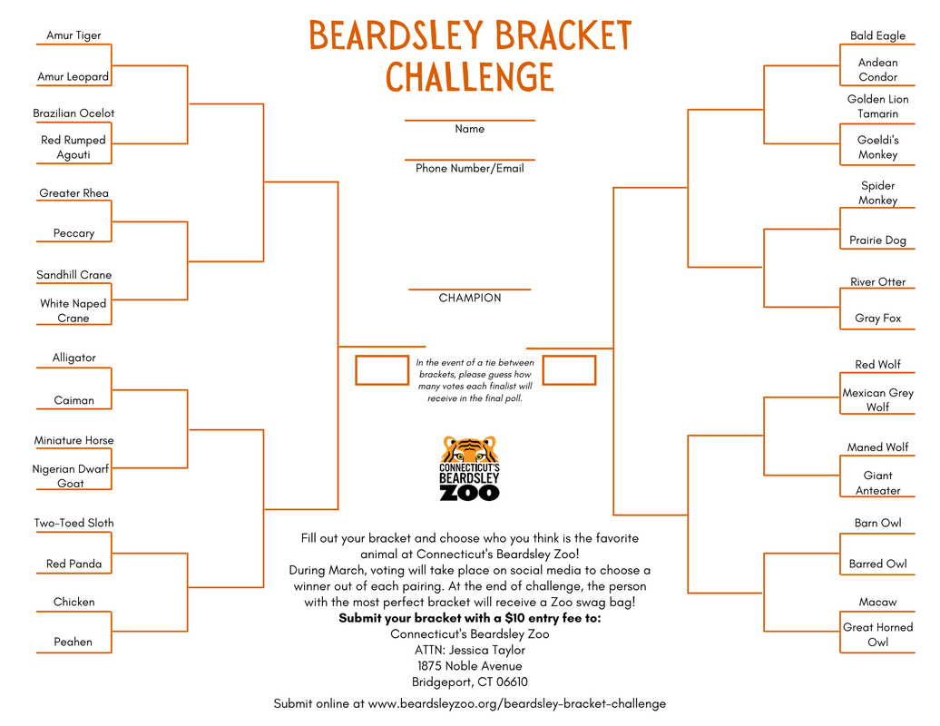 Bracket with animals paired against one another for voting