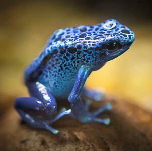 Blue Poison Dart Frog - Connecticut's Beardsley Zoo