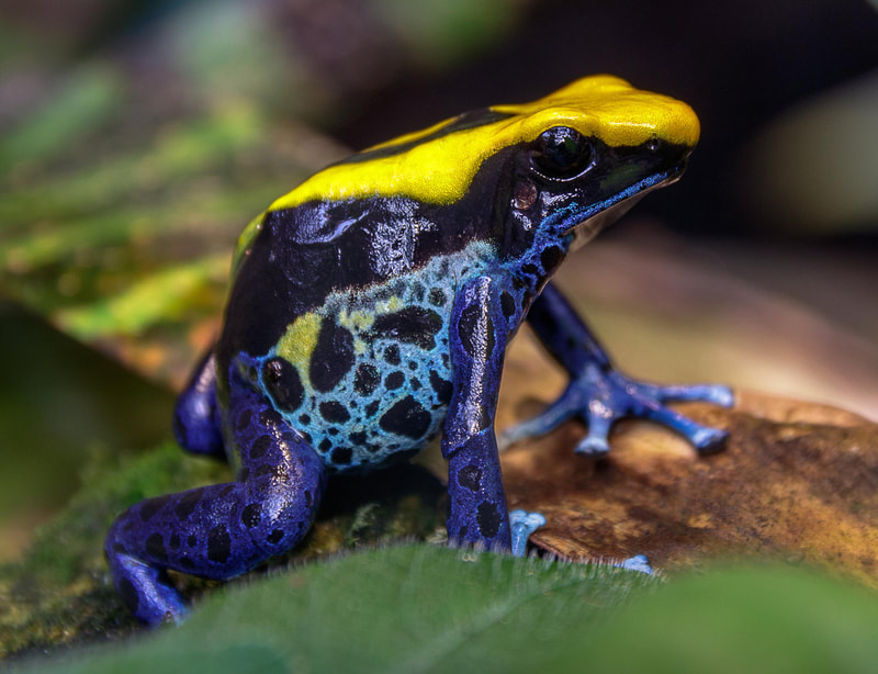 Dyeing Poison Dart Frog Connecticut's