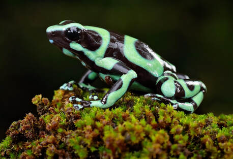 https://www.beardsleyzoo.org/uploads/1/2/4/2/124214186/editor/green-and-black-poison-dart-frog.jpg?1671801630