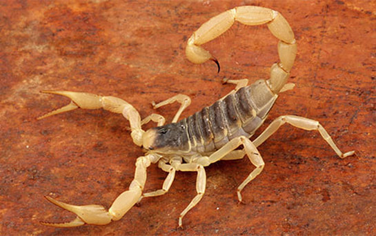 Desert Scorpion - Connecticut's Beardsley Zoo