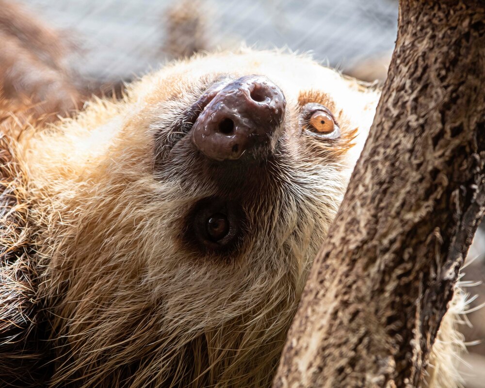 Two-Toed Sloth - Connecticut's Beardsley Zoo